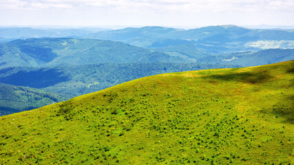 Wall Mural - alpine grassy hills. carpathian landscape of ukraine on a sunny summer day. mountainous scenery with view in to the distant valley beneath a blue sky with fluffy clouds