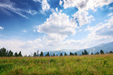 Fototapeta Góry - mountainous carpathian countryside scenery in summer. spruce forest behid grassy alpine hill beneath a blue sky with fluffy couds. summer vacations in highlands of ukraine