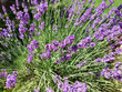 green bush of lavender with bright purple flowers