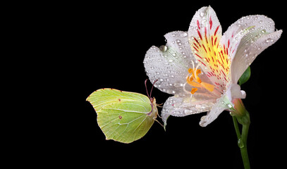 Aufkleber - bright yellow butterfly on a white flower. butterfly on lily flowers in dew drops isolated on black. brimstones butterfly.