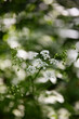 Carotte sauvage fleur gros plan macro printemps