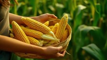 Wicker Basket Full Of Just Picked Sweet Corn Cobs In Female Hands On Maize Field Background
