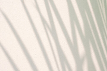 Abstract natural tree leaves shadow on white wall background