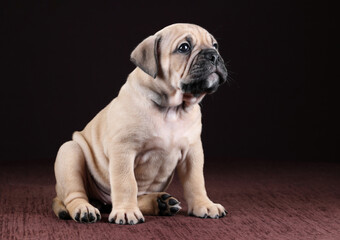 Wall Mural - Cute little continental bulldog puppy