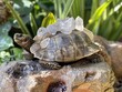 Crystal Tortoise gemstone shell