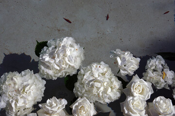 Wall Mural - Large white blossoms floating in a shallow fountain pond