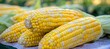 Vivid background of freshly harvested sweet corn from the lush and vibrant farm fields