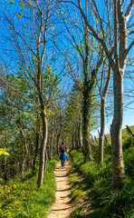 Wall Mural - A hiker walking through a forest near the Zumaia flysch, Gipuzkoa. Basque Country