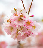 Fototapeta Maki - spring background blooming garden blooming twig.twig with flowers