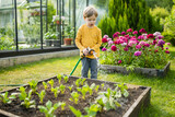 Fototapeta Koty - Cute little boy watering flower beds in the garden at summer day. Child using garden hose to water vegetables. Kid helping with everyday chores.