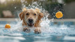 A golden retriever having fun in a pet pool, splashing water while fetching a toy.