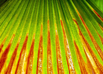 Wall Mural - abstract green of the fresh leaves contrasts with  brown dry leaf straight line patterndry background close-up