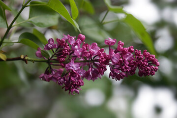 Poster - Raindrops on violet lilac after rain