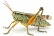Grasshopper, Isolated on white