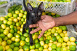Black cat with bulging eyes plays on top of a mountain of lemons.