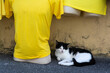 A black and white cat sitting next to a yellow shirt on the street. Street animal.