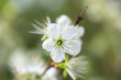 close up of white flower, selective focus
