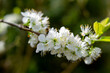 white cherry blossom branch
