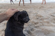 A Pug dog sitting on the beach sand being caressed by a human.