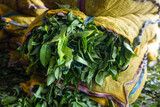 Fototapeta Sawanna - Harvested tea leaves in sacks. Producing process in tea factory in Sri Lanka.