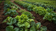 Rows / plantation of young pepper, leek, cabbage on a farm on a sunny day. Growing organic vegetables. Eco-friendly products. Agriculture land and farming. Agro business. Selective focus