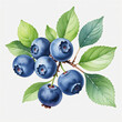 watercolor of branch blueberry on white background