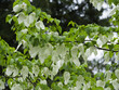 (Davidia involucrata) Dove-tree or Handkerchief tree with spreading branches bearing rows of large pure white bracts surronding flowers in heart-shaped, oval foliage with toothed margins
