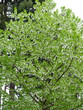 (Davidia involucrata) Dove-tree or Handkerchief tree in spring flowering with pure white inflorescence hanging in rows  green ovate and toothed leaves beneath branches
