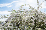 Fototapeta Sypialnia - Apple blossom branch in springtime, nature background