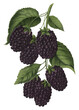 PNG blackberry fruit, vintage illustration, transparent background