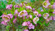 Christmas rose in full blooming.colourful freshness of winter flowering Hellebores
