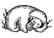 Sleeping bear hugging jar of honey engraving PNG illustration. Scratch board style imitation. Black and white hand drawn image.