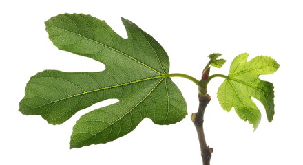 Young fig tree branch in sping, green leaves isolated on white, clipping	