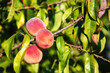 Harvest of ripe peaches on a branch in the garden. Natural background