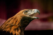 The bird of prey golden eagle