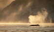 © TheoTheWizard - A serene scene of a gray whale spouting mist into the air as it surfaces