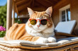 Red cat wearing sunglasses relaxing on a sunbed next to a country house.