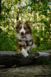 A brown fluffy purebred Australian Shepherd jumps over a fallen tree in a green summer forest. Aussie red tricolor is an active and energetic dog, a beautiful phase of the dog in motion. Front view.