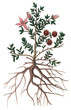Pink rhatany flowers with roots png illustration