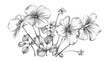Common wood sorrel outlined botanical sket y drawing