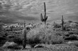 San Tan Mountains Sonora Desert Arizona in Monochrome