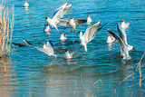 Fototapeta Tęcza - Playful seagulls against the backdrop of a pond with reeds . Birds with spread wings.