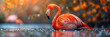 A Flamingo Is Standing in the Water with a Pink,
Flamingos in the water with lights in the background
