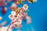 Fototapeta Tęcza - Beautiful and cute pink Kawazu Zakura (cherry blossom) against blue sky, wallpaper background.
