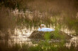 A white mute swan in the wild