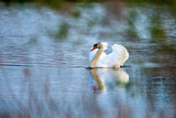 Fototapeta Sawanna - A white mute swan in the wild