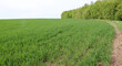 Spring landscape with winter wheat