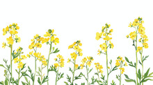 White Banner With Showy Rapeseed Plant And Place For