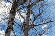 View of large birch trees in the spring with buds but no leaves against a blue sky with white wispy clouds.