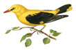 Bird golden oriole png sticker hand drawn
